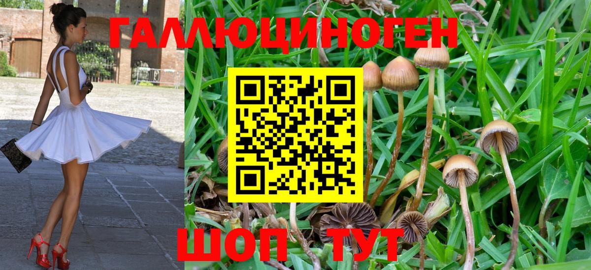 Галлюциногенные грибы Psilocybe  купить наркотик  Вход с VPN  Зеленодольск  Галлюциногенные грибы MAGIC MUSHROOMS 
